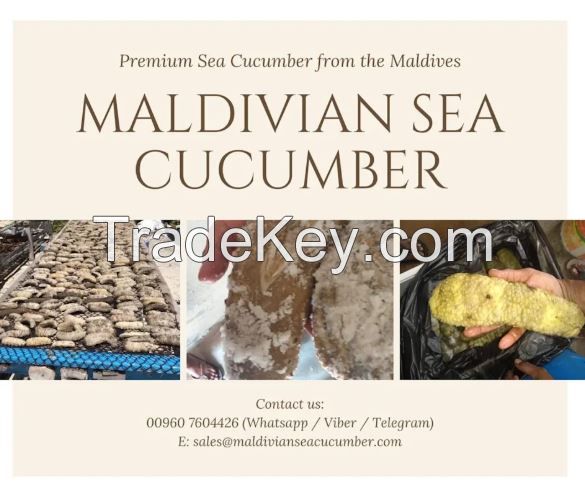 Sea Cucumber