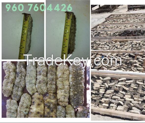 Sea Cucumber