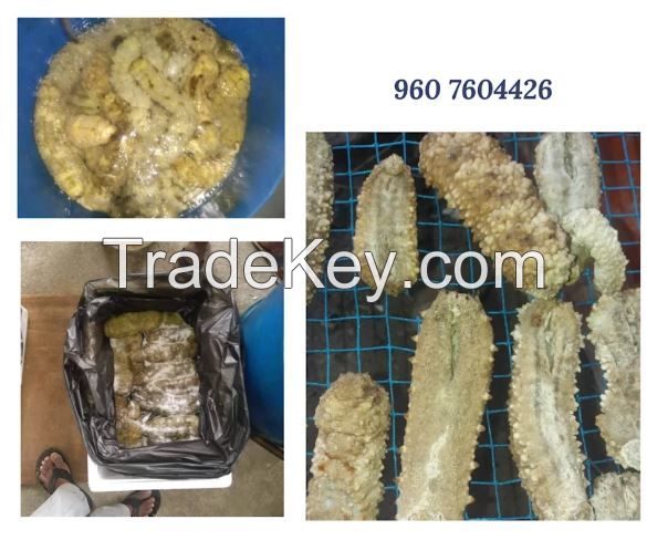 Sea Cucumber