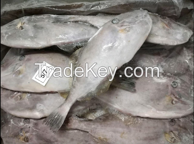 FROZEN High Quality Leather Jacket Fish