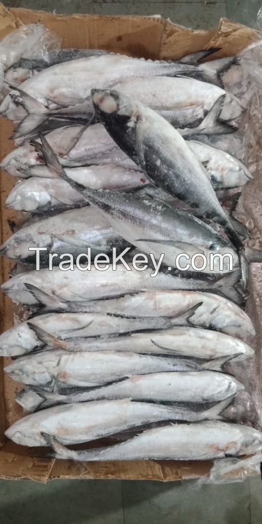 Horse Mackerel