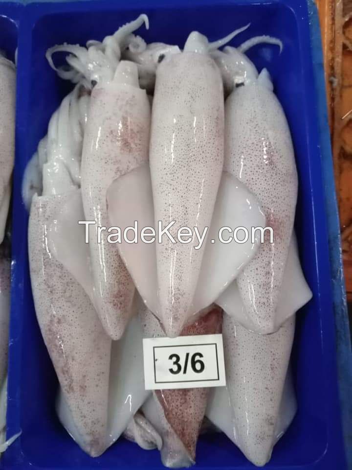 FROZEN High Quality loligo  squid
