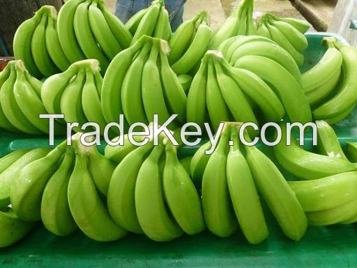 Green Cavendish Bananas