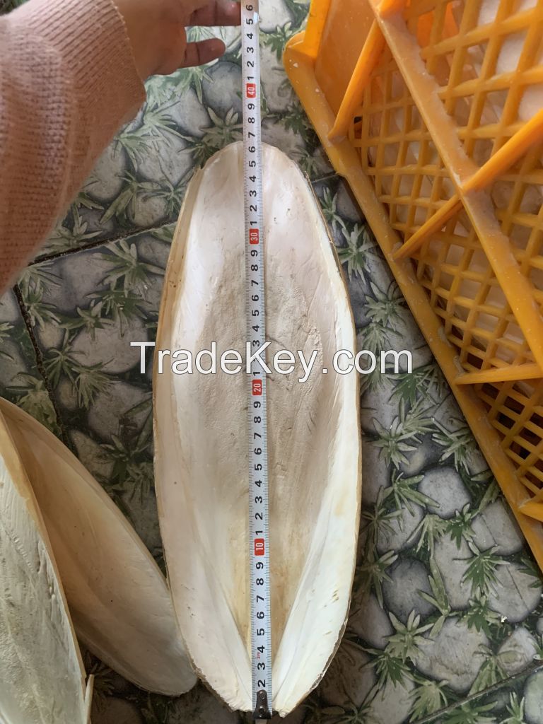 Cuttlefish Bone For Bird Feed WhatsApp:+84 901 022 641