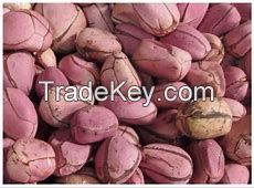 Kola nut