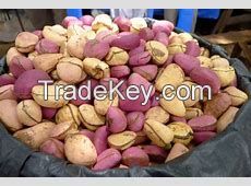 Kola nut