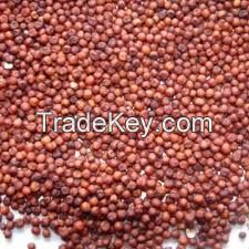 Sorghum