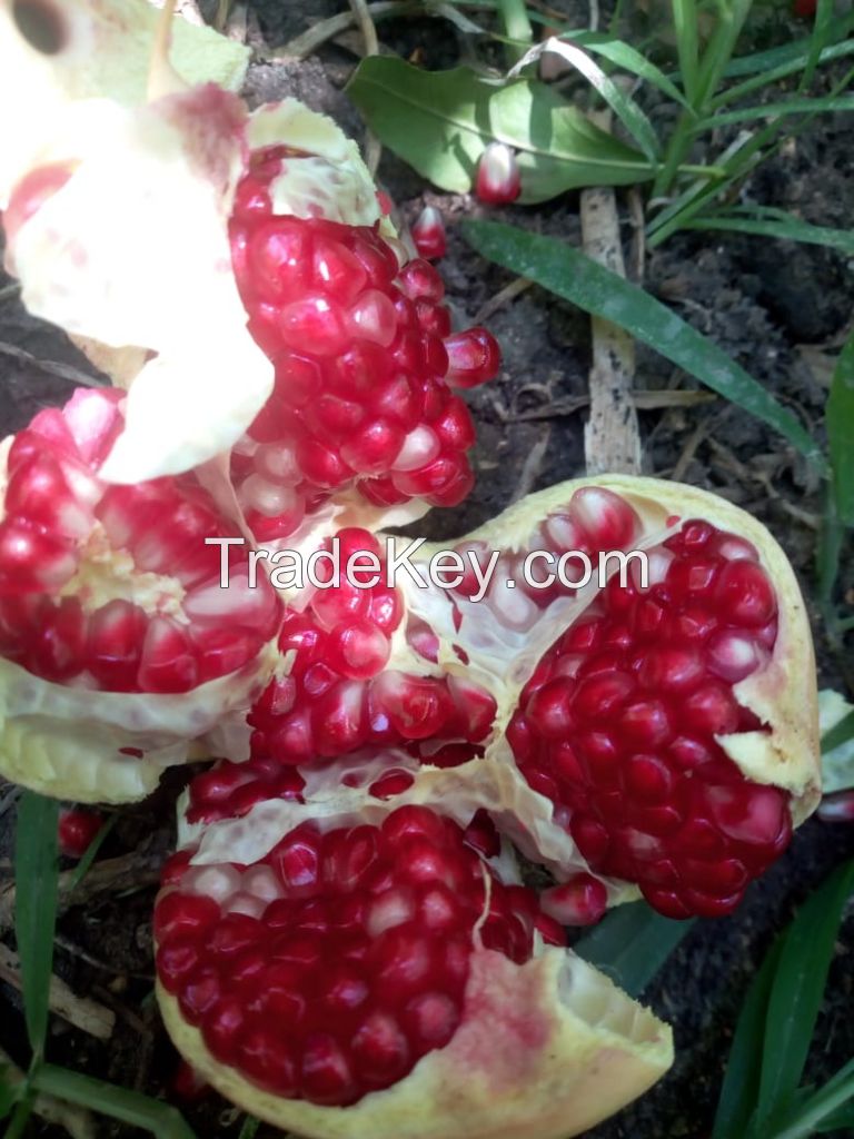 Fresh Pomegranates