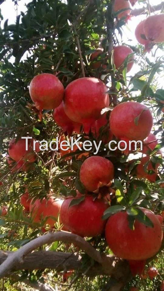 Fresh Pomegranates