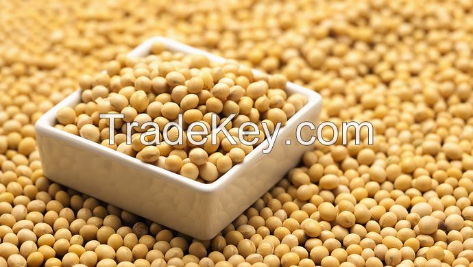 Soybeans From Malaysia with Best Quality and Best Price Yellow Bean