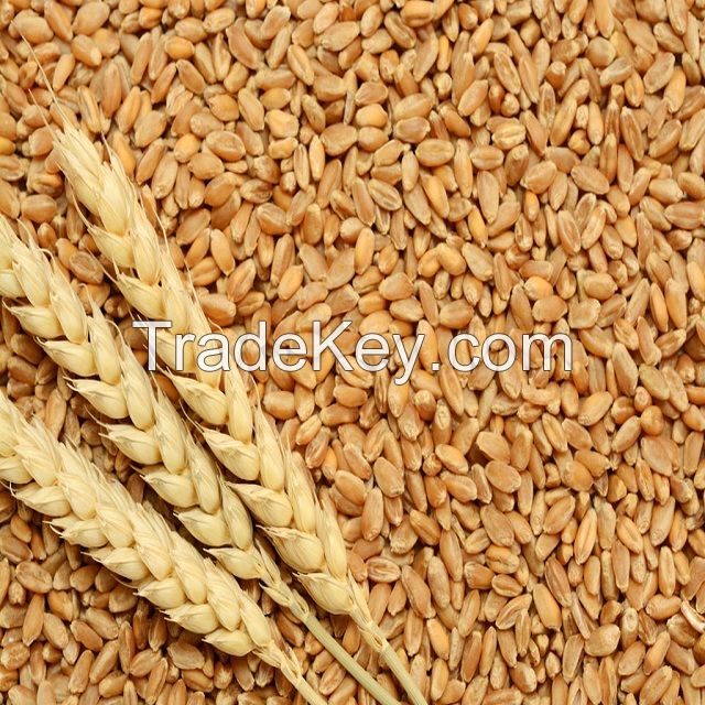 Wheat Grains Best Price and Best Quality