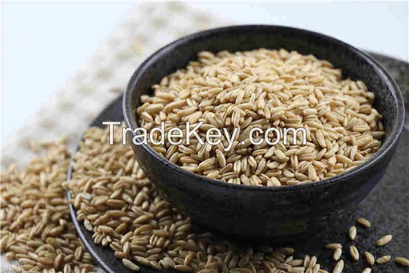 Best Oat Grains 