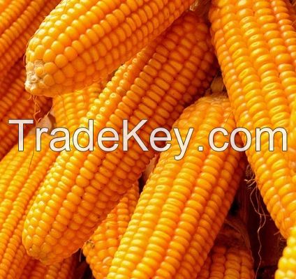 Best Quality Corn Grain From Malaysia