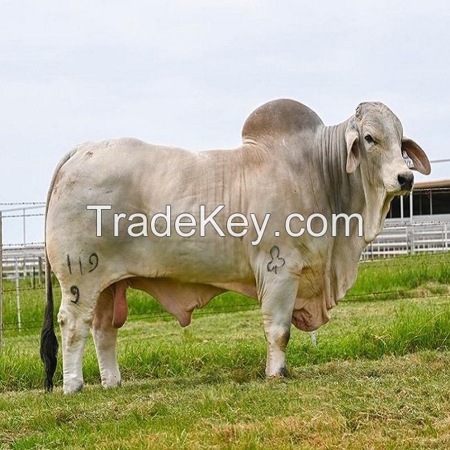 Healthy Brahman Cows, Brahman Bulls, Brahman Heifers & Brahman Calves