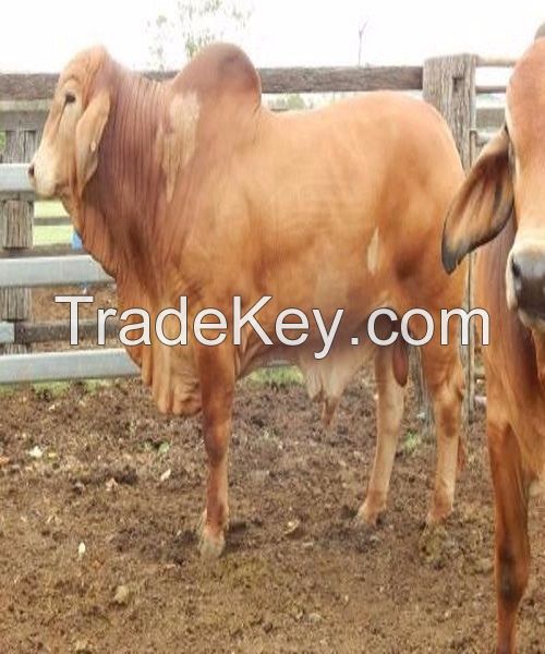 Healthy Brahman Cows, Brahman Bulls, Brahman Heifers & Brahman Calves