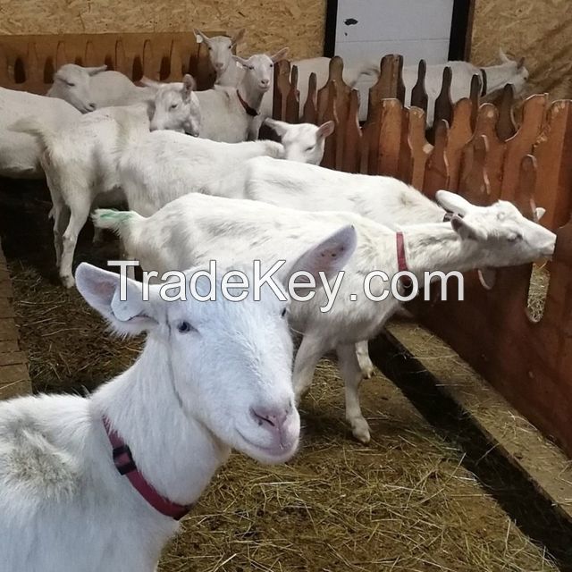 Pure Breed Live Saneen Goats for sale