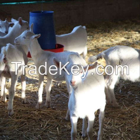 Pure Breed Live Saneen Goats for sale 