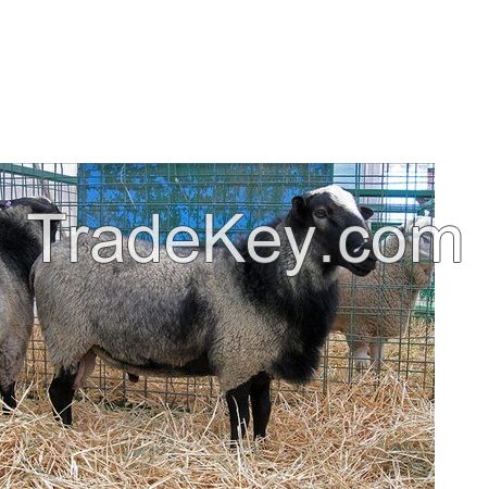 Healthy Pure Blood Romanov Sheep