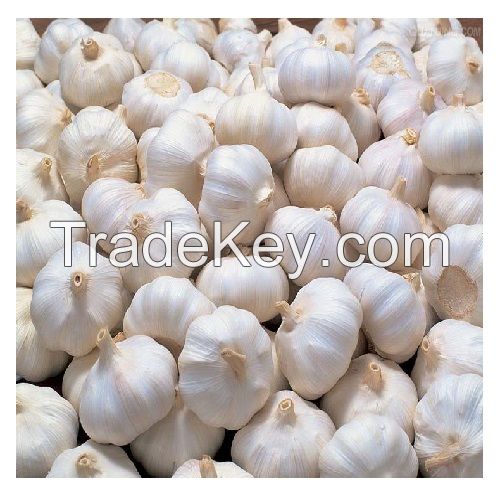 Fresh White Galic /Red Garlic