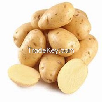 Freshly Harvested Potato / Holland Fresh Potato Seed/Seeds