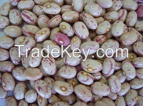 Speckled kidney /pinto beans for sale