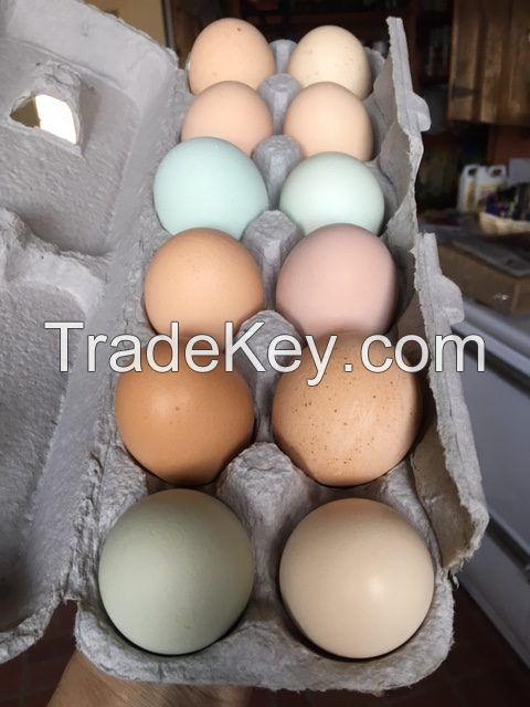 Fresh Chicken Table Eggs