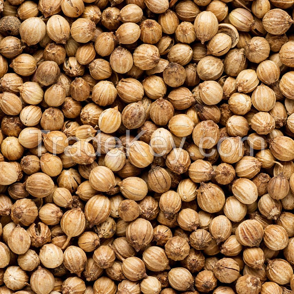 Coriander Seeds