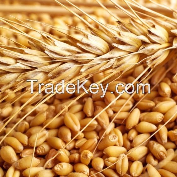 Wheat