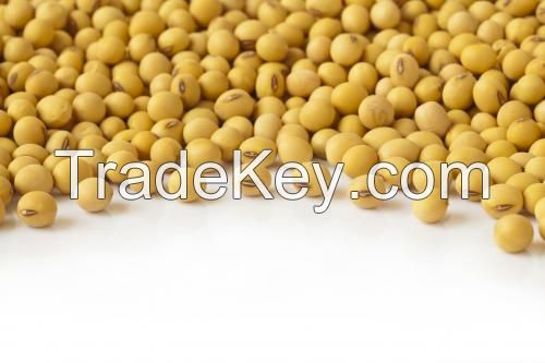 High Quality Non GMO Yellow Soybeans - Soybeans