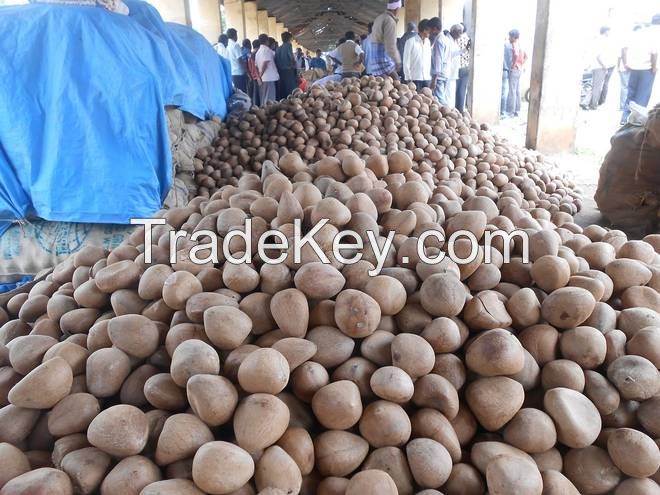 Good Quality Coconut Copra / Whole Dried Coconut Good Price