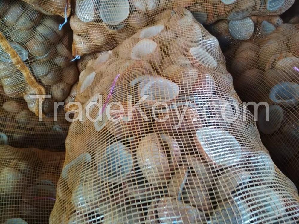 Good Quality Coconut Copra / Whole Dried Coconut Good Price