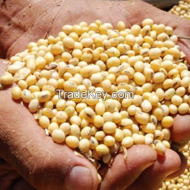 High Quality Soybeans For Sale