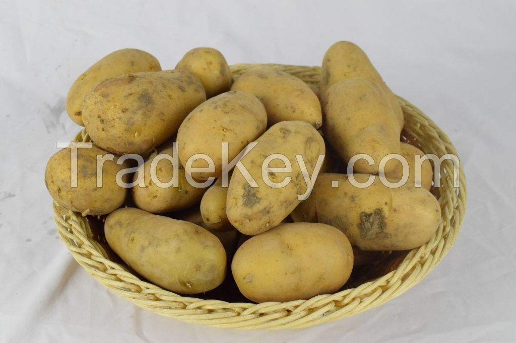 Good Quality Very Fresh Organic Potato Supplier