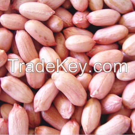  jumbo raw bold peanuts kernels