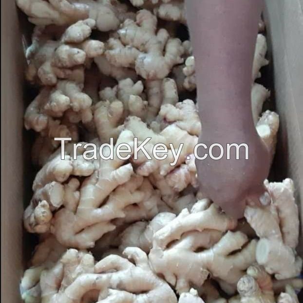 New Harvest Fresh Ginger 