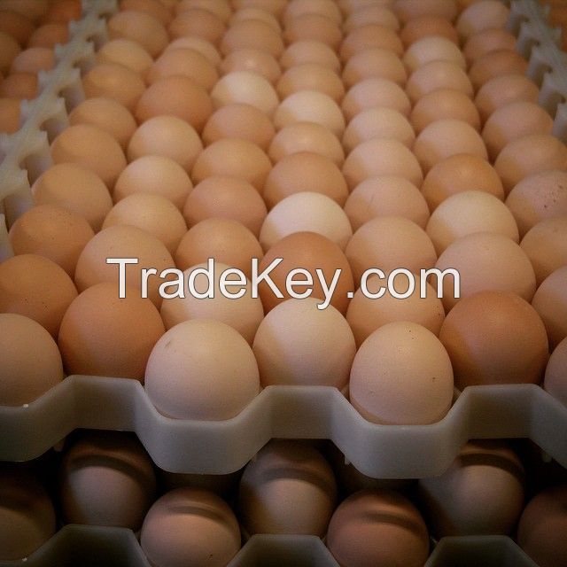 Best price Fresh Chicken Eggs