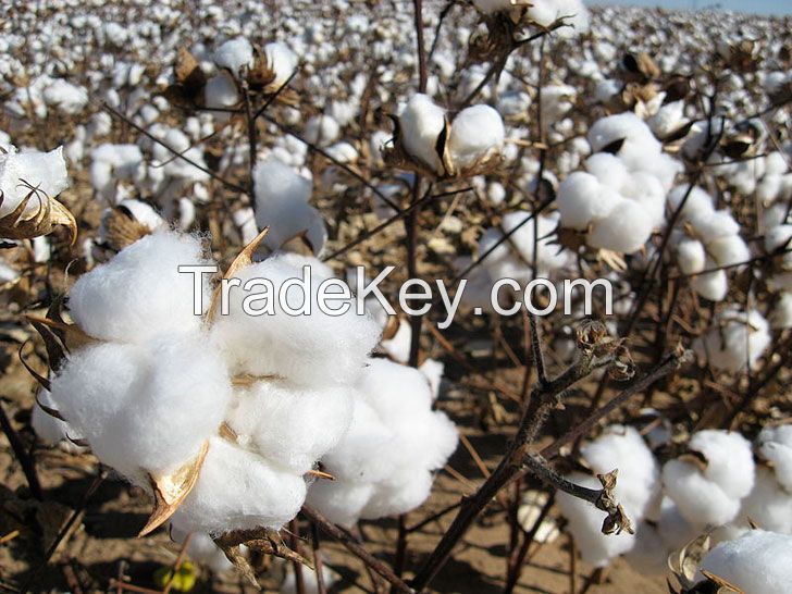 High Quality Bulk Raw Cotton