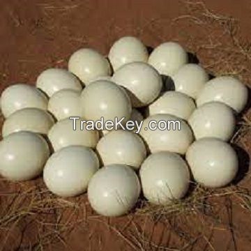 Best Quality Fresh Brown Table Chicken Eggs, Ostrich Eggs, Chicken Eggs