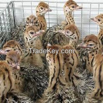Live Ostrich Chicks / Fresh Fertile Eggs For Sale