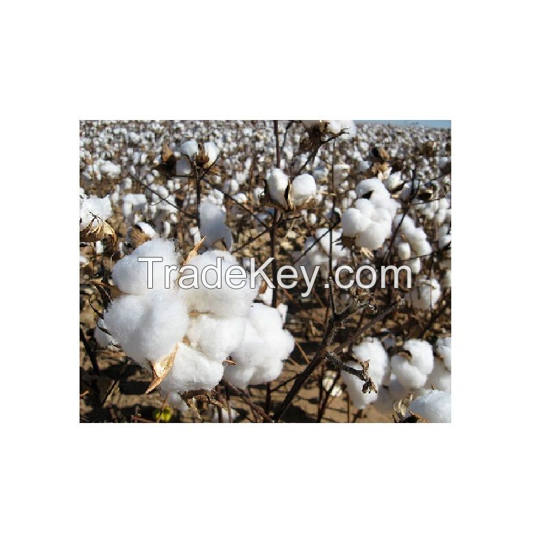 High Quality Bulk Raw Cotton