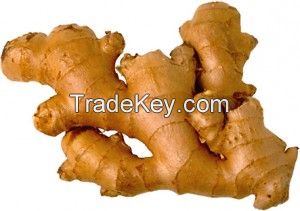 Dried Ginger