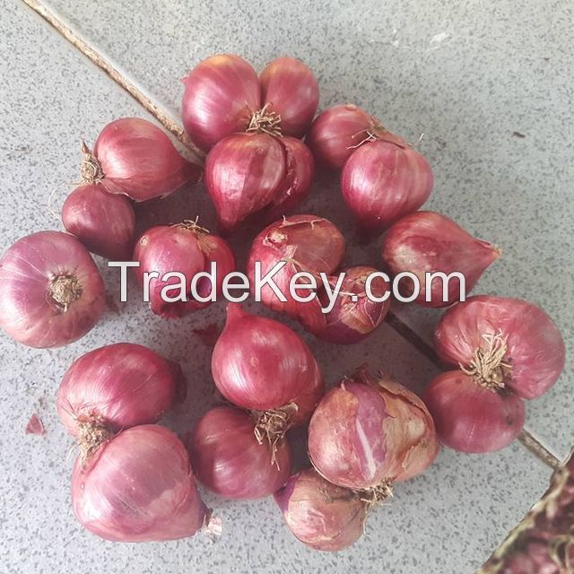 Red Onion ( Shallot Onion )