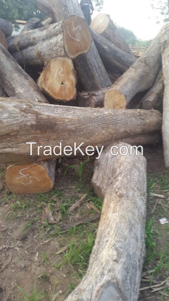 Teak Wood