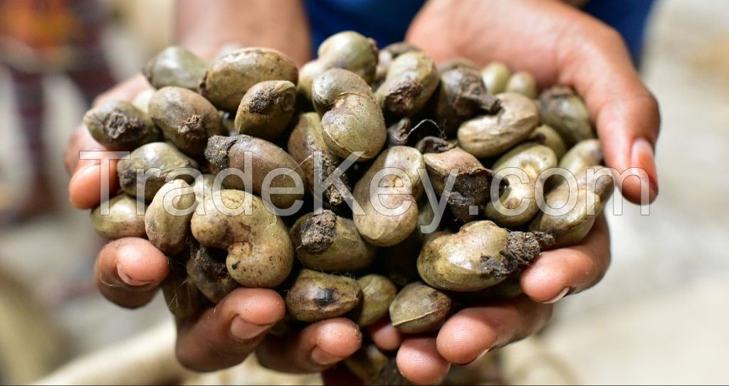 Cashew Nut