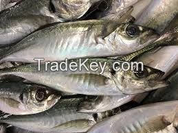 frozen fish "horse mackerel, abadeche, bogue, bonito, robio, mullet, snorer, gray sea bream, dentex, mackerel ..."