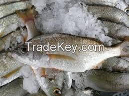 frozen fish "horse mackerel, abadeche, bogue, bonito, robio, mullet, snorer, gray sea bream, dentex, mackerel ..."