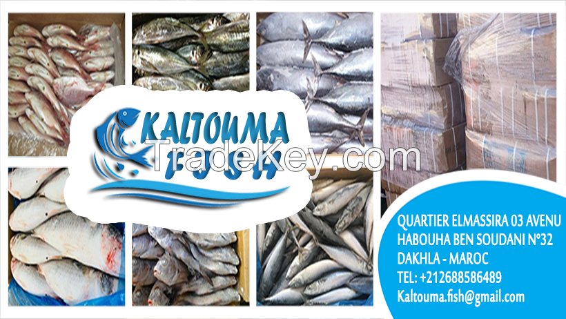 frozen fish "horse mackerel, abadeche, bogue, bonito, robio, mullet, snorer, gray sea bream, dentex, mackerel ..."