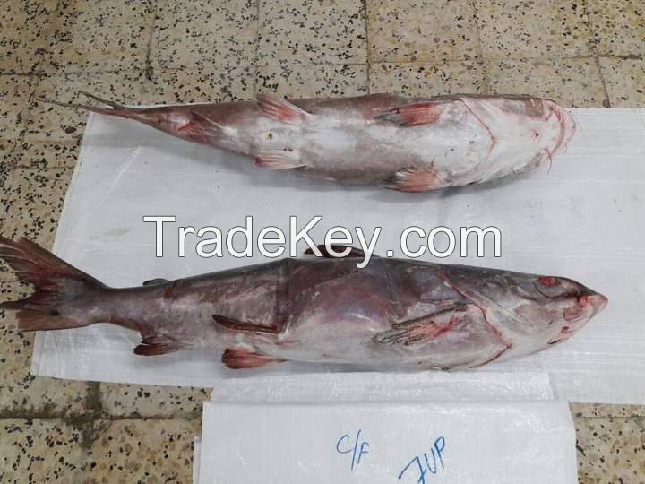 frozen fish "horse mackerel, abadeche, bogue, bonito, robio, mullet, snorer, gray sea bream, dentex, mackerel ..."