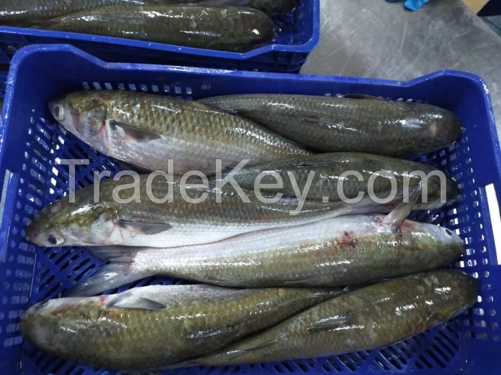 Grey mullet