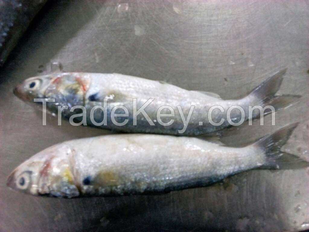 Grey mullet